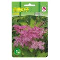 山野草株 キョウカノコ 赤花種1株(販売終了)