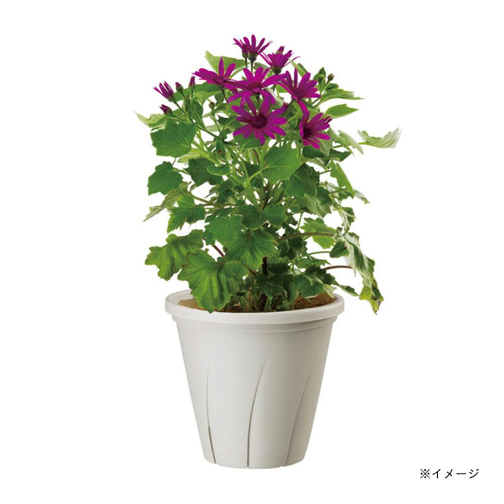 ミクリン ダリア ラベラ グランデ 6号 4鉢 マキシ 4号 4鉢 8鉢