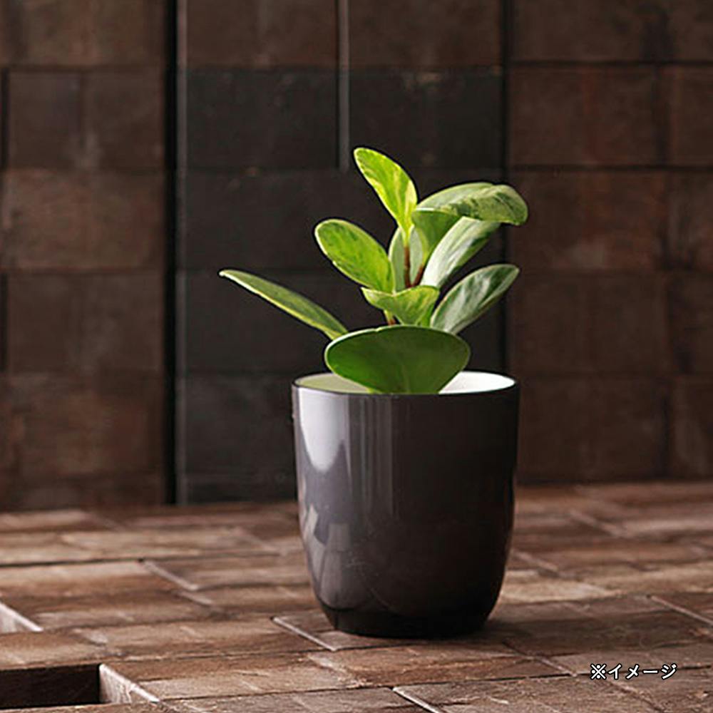 大和プラスチック PON ポット P-2号 グレー | 鉢・プランター・花台