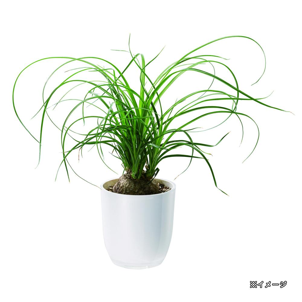 大和プラスチック PON ポット P-2号 ホワイト | 鉢・プランター・花台