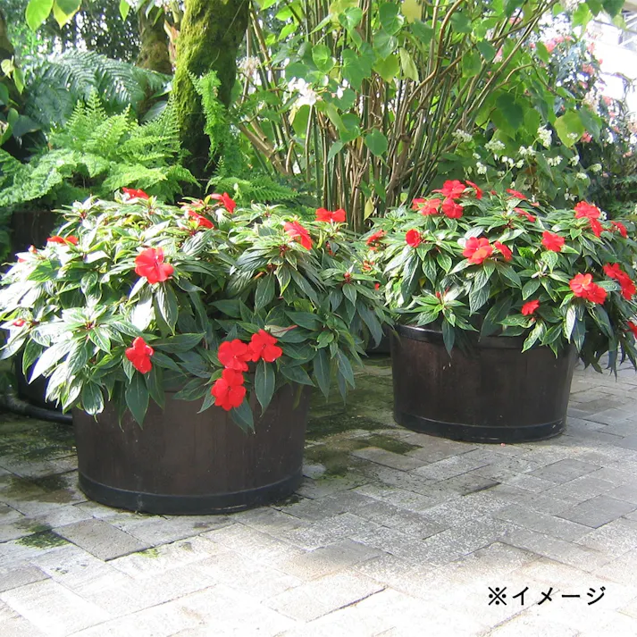 モルトプランター48型 ダークブラウン【別送品】