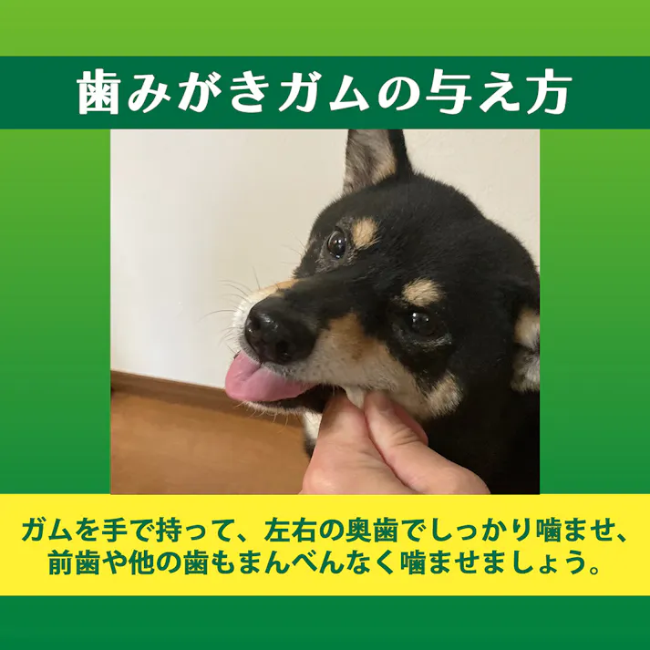 PETKISS 食後の歯みがきガム やわらかタイプ 超小型犬~小型犬 90g