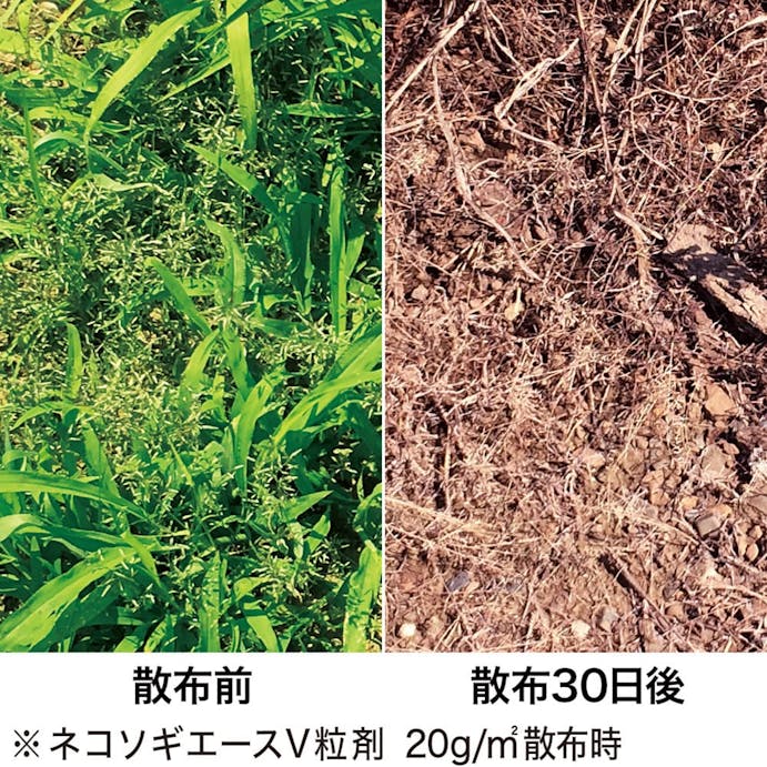 【送料無料】レインボー薬品 除草剤 ネコソギエースV 粒剤 3kg