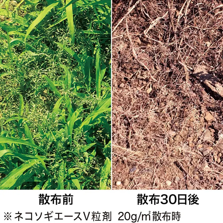 除草剤 ネコソギエースV 粒剤 3kg(販売終了)