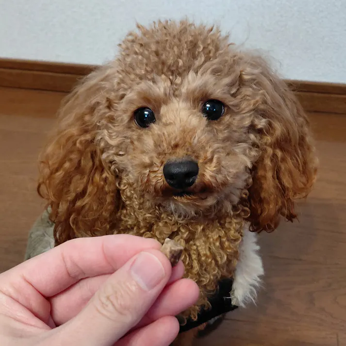 素材そのまま フリーズドライ鹿肉キューブ