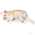ペティオ 犬猫用 広々寝そべれるクールアルミピローシート M(販売終了)