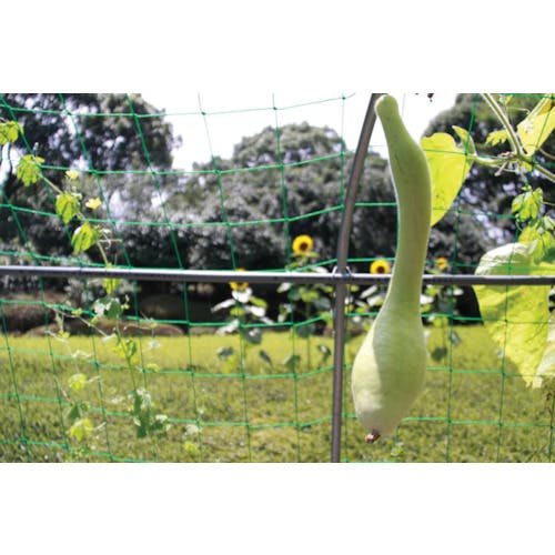 CAINZ-DASH】アイリスオーヤマ 101748 グリーンカーテン用