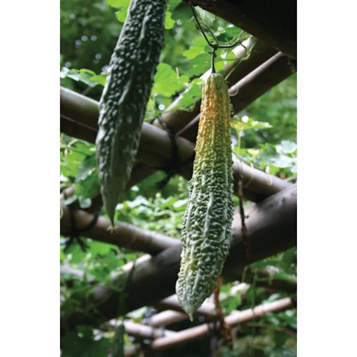 【CAINZ-DASH】アイリスオーヤマ 101749 グリーンカーテン用プランター 750 ハーブグリーン GCP-750【別送品】