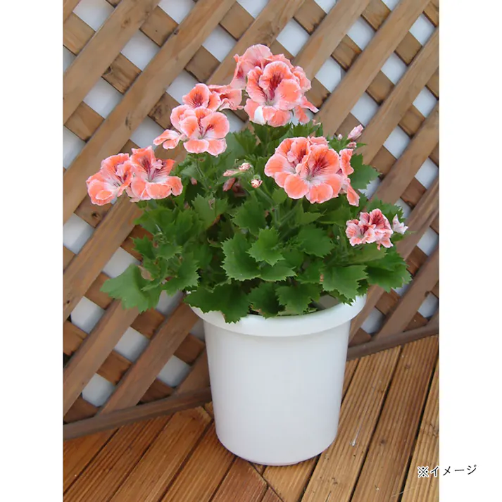 長鉢 F型 4号 ホワイト