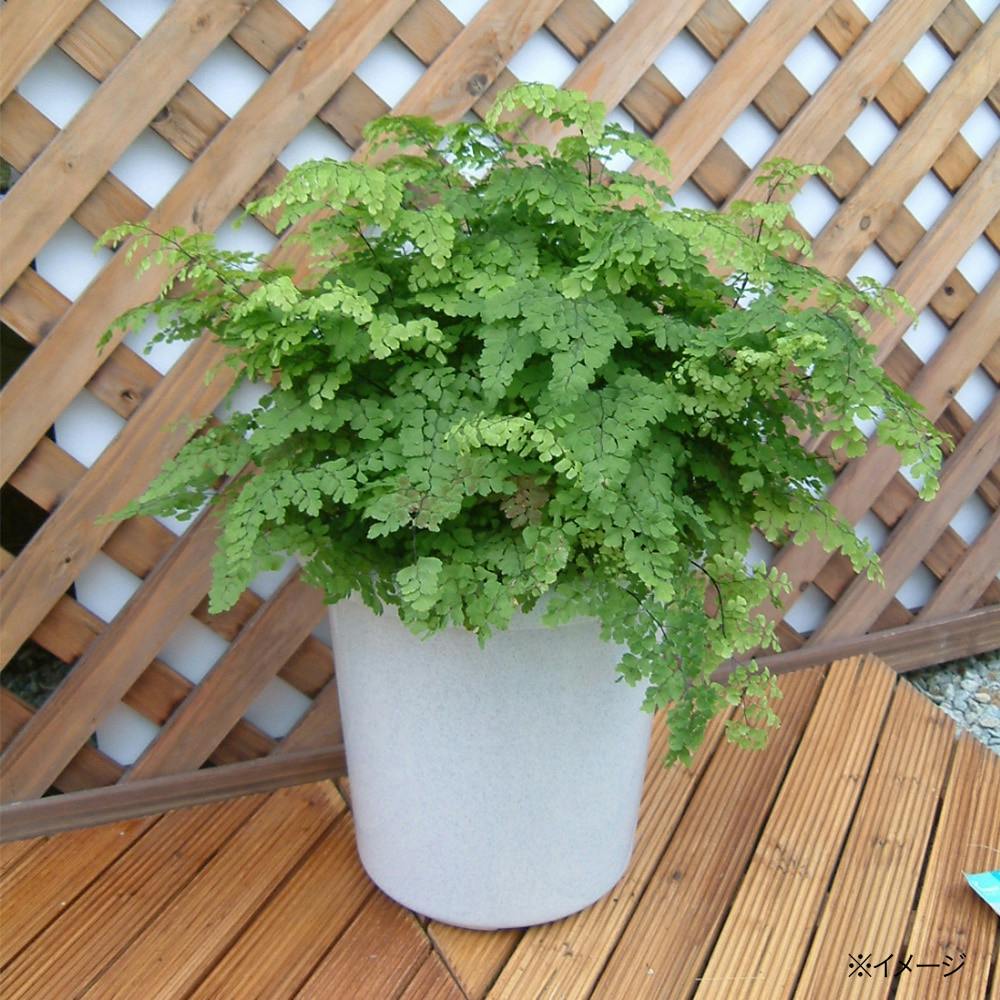 長鉢 丸型 8号 ホワイト | 鉢・プランター・花台・温室 通販