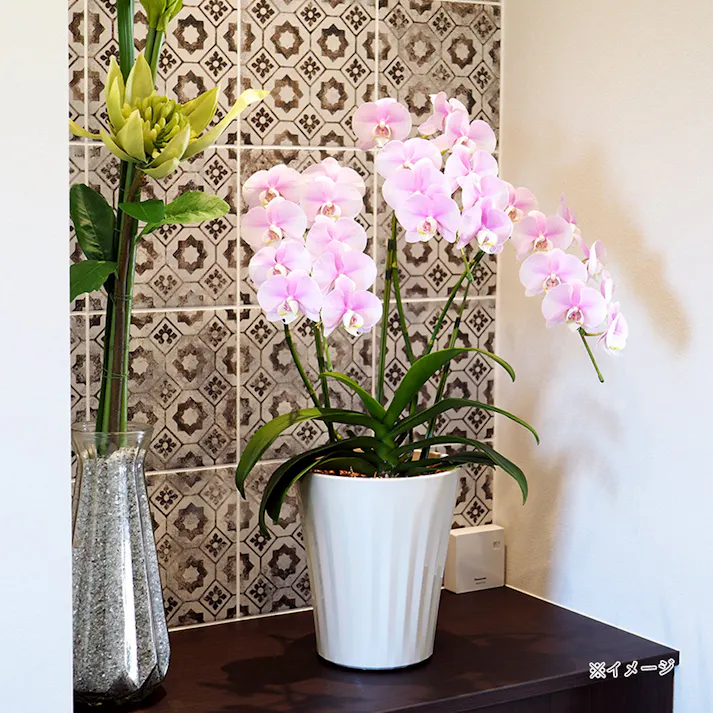 グロスポット 7号 ホワイト