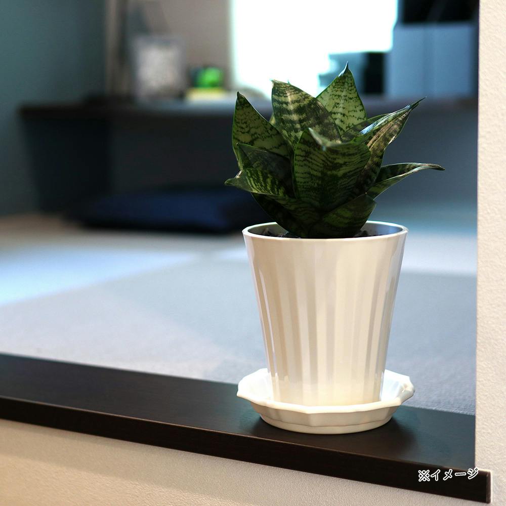 スタイルプレート 5号 ホワイト | 鉢・プランター・花台・温室 通販