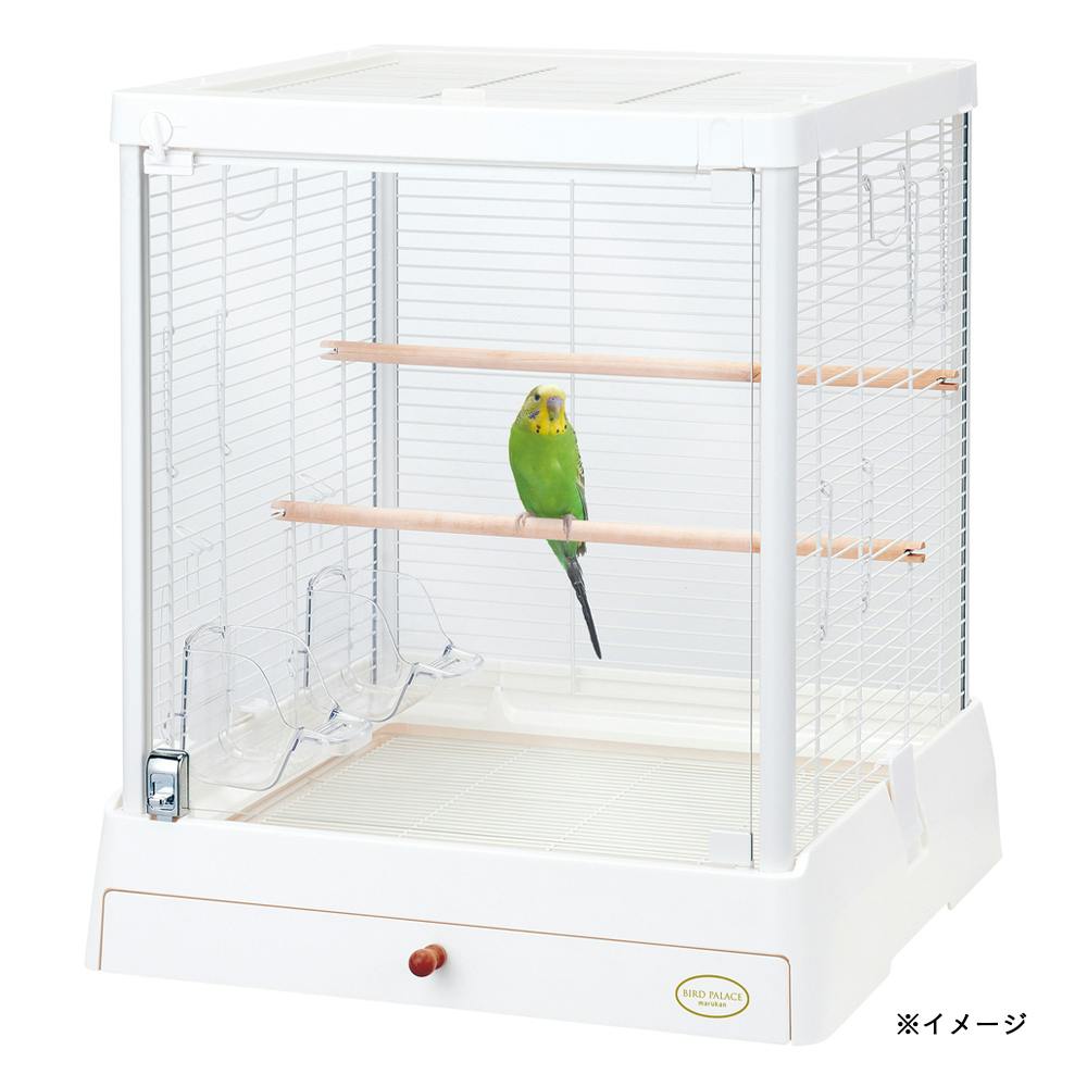 ベトナム産　ハレギカミキリ 台湾産ヨツオビハレギカミキリ ペア | mushi labo