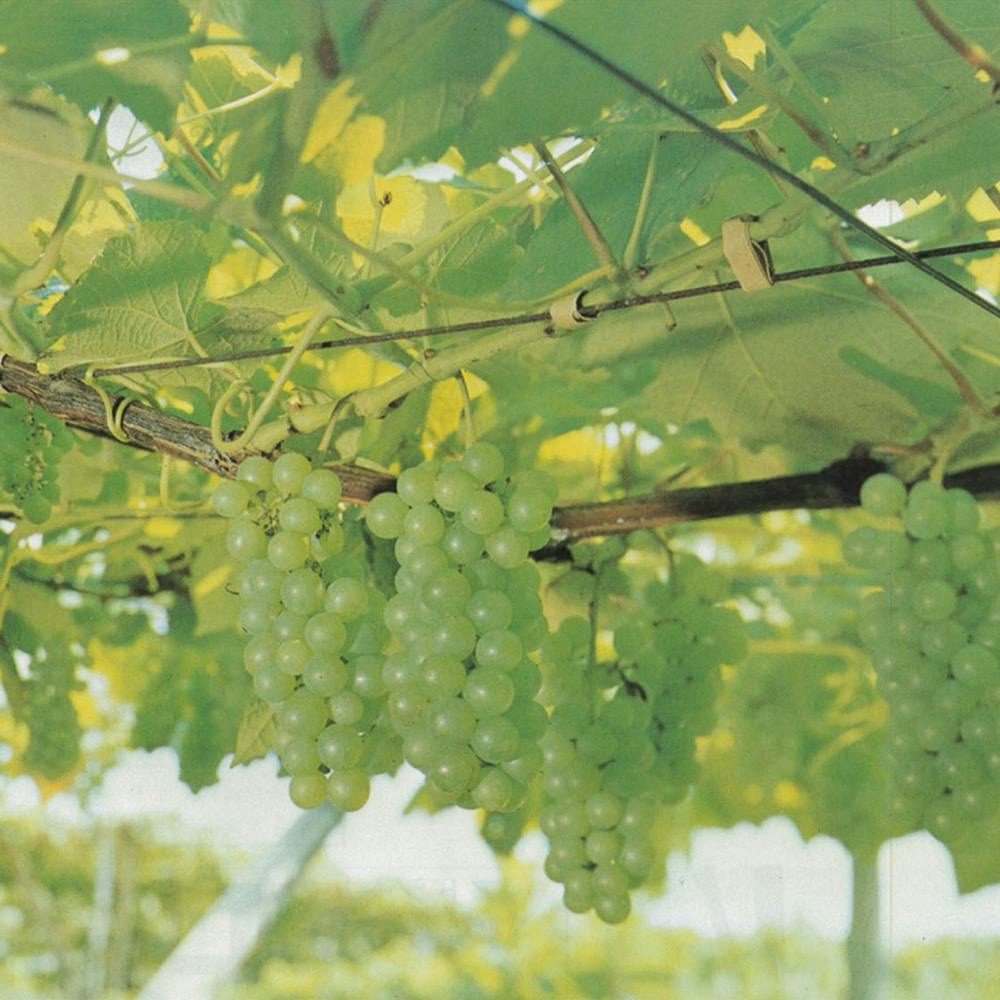 イトオテルミン線 500本入 イトオテルミン線 500本入 イトオテルミン線 500本入 イトオテルミー線