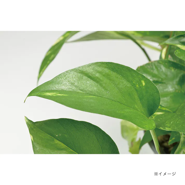 EARTHMAN 充電式ガーデンスプレーガン HAMIZU