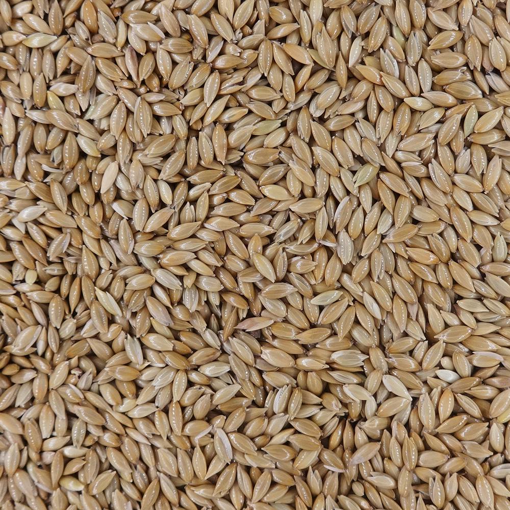 カナリア@即購入可ページ Amazon | ナチュラルペットフーズ エクセルカナリア500g | ナチュラル