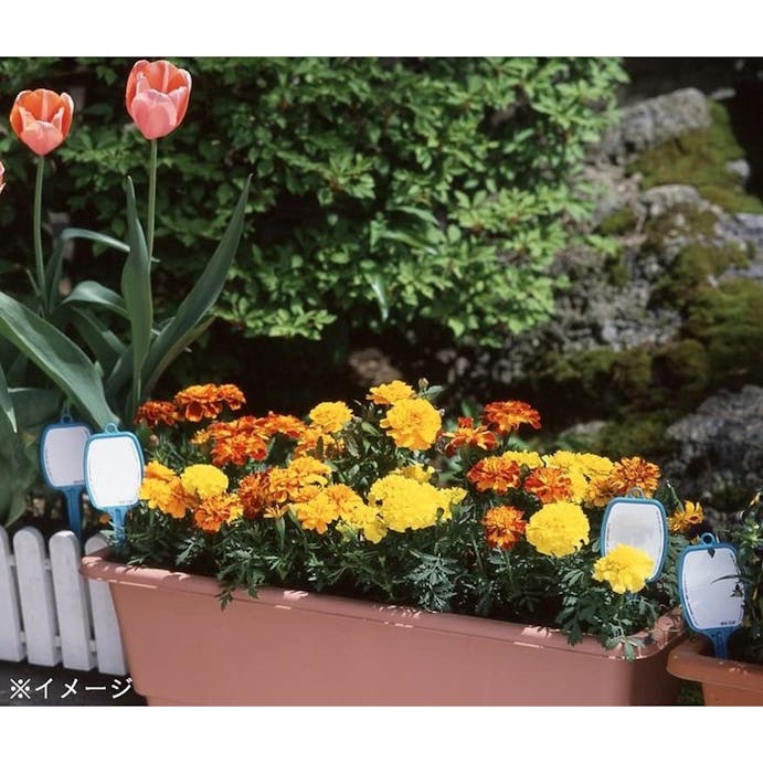コンパル 花壇のプレートS 22cm