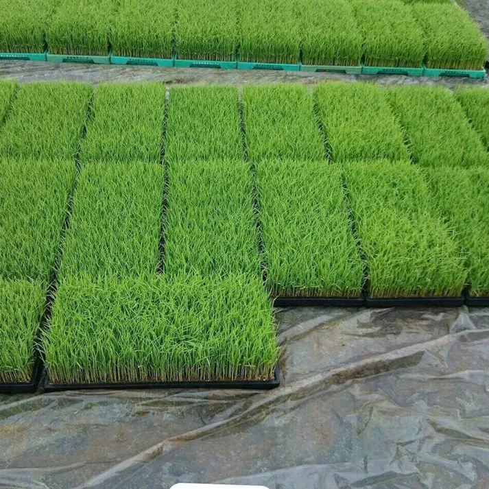 育苗箱 中成苗用