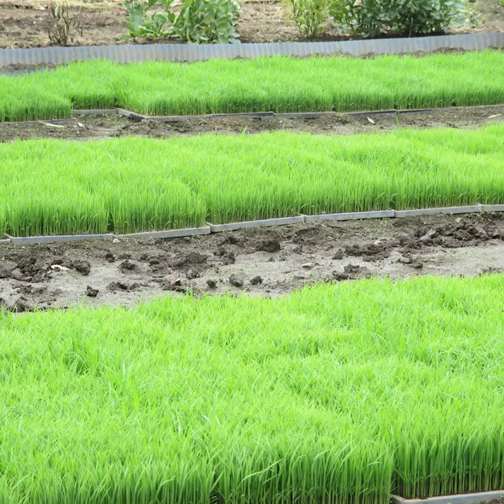 育苗箱 中成苗用