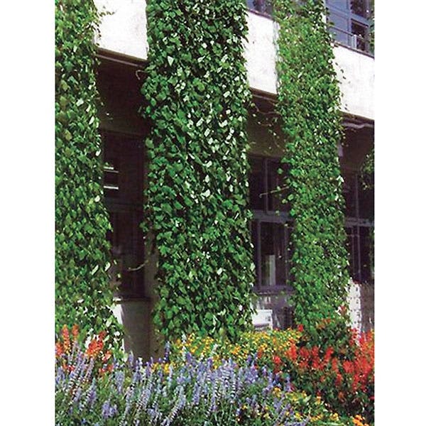 カインズ つるものネット 1.8×30m(W巻) | 支柱・ネット・ラベル