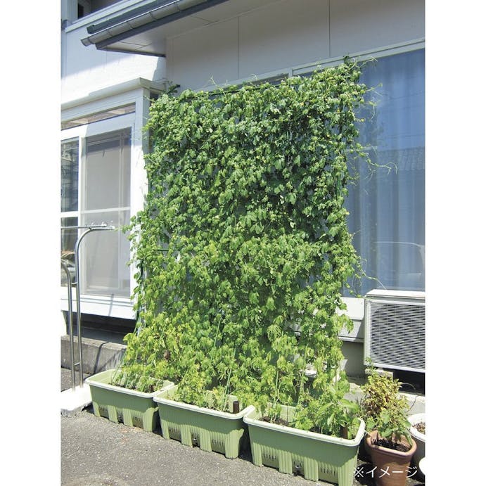 グリーンカーテン 立掛けタイプ ホームセンター通販 カインズ