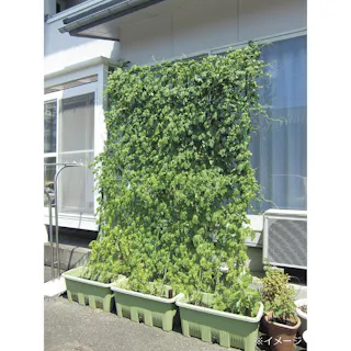 カインズ グリーンカーテン 立掛けタイプ