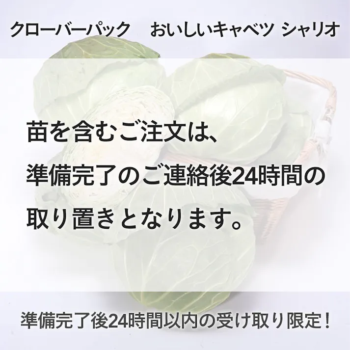 クローバーパック おいしいキャベツ シャリオ