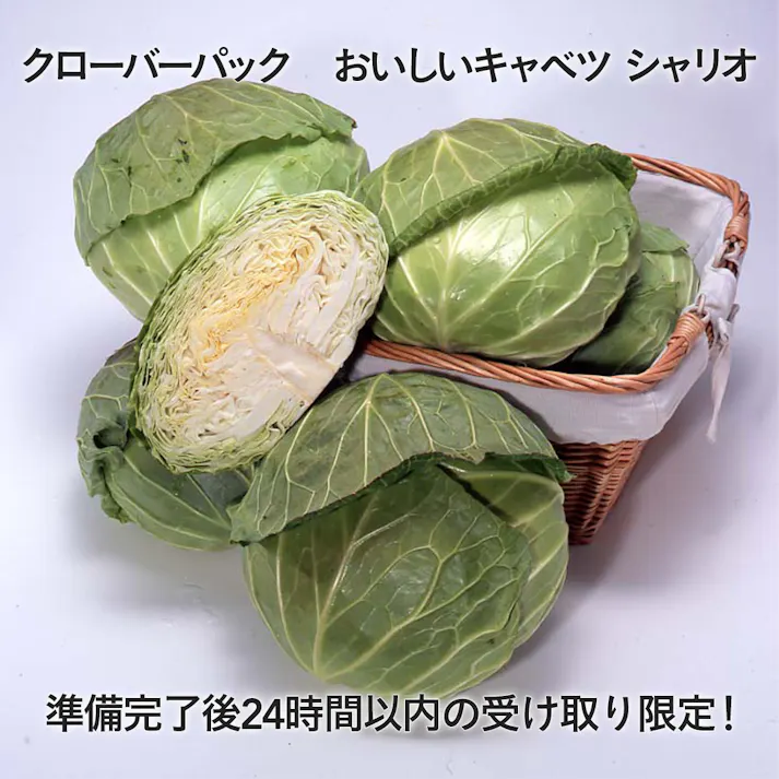 クローバーパック おいしいキャベツ シャリオ