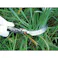 【CAINZ-DASH】大進 鳳力 ステンレス鋸鎌 800478【別送品】