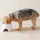 犬用 高さがある早食い防止食器 SS ホワイト