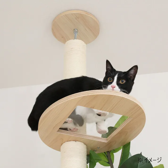 ねこの休ら木 ソラ