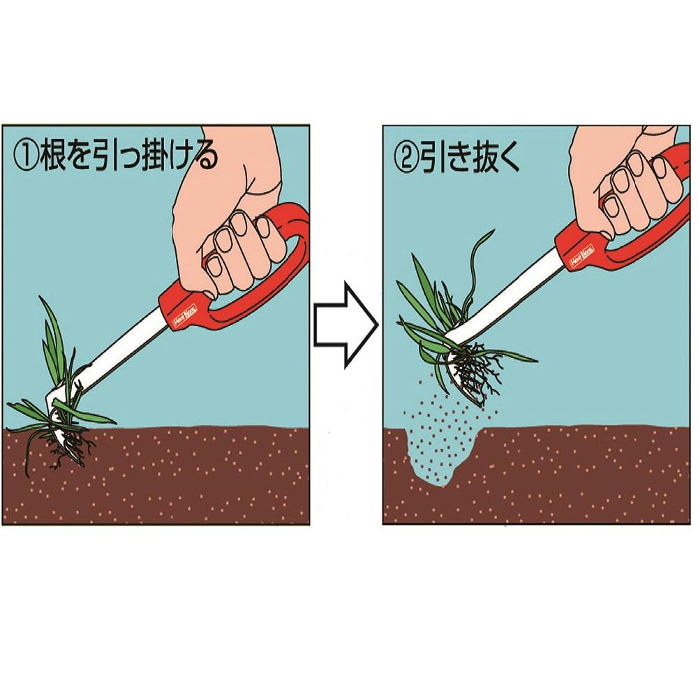 【サービス品@1100】ブルースパイン×モンブラン（1苗） サービス品@1100】ブルースパイン×モンブラン（1苗） 4960092206567_01.jpg