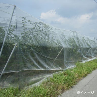 サンシャイン 9010 1×100m 2mm目合い