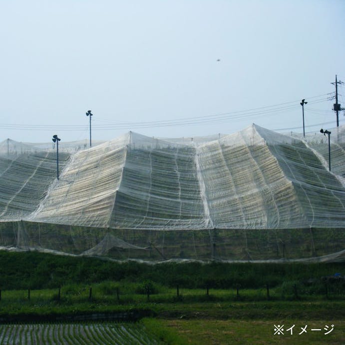 サンシャイン 6010S 2×100m 2×6mm目合い