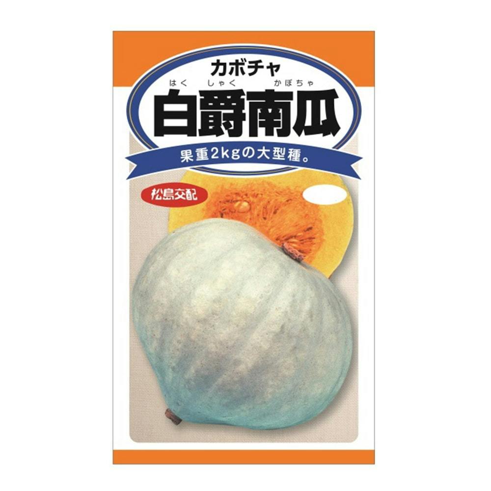 ニチノウ 白爵南瓜 | 花＆グリーン 通販 | ホームセンターのカインズ
