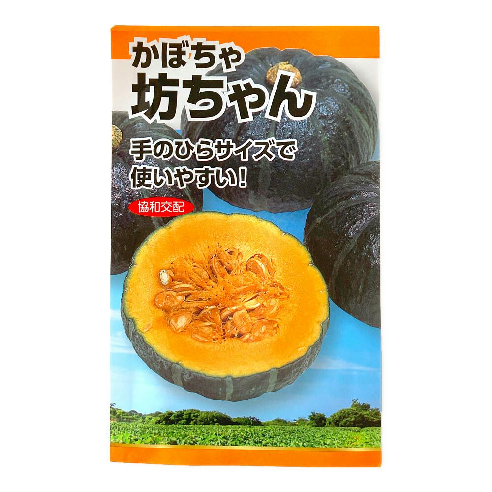 ニチノウ かぼちゃ坊ちゃん | 花＆グリーン 通販