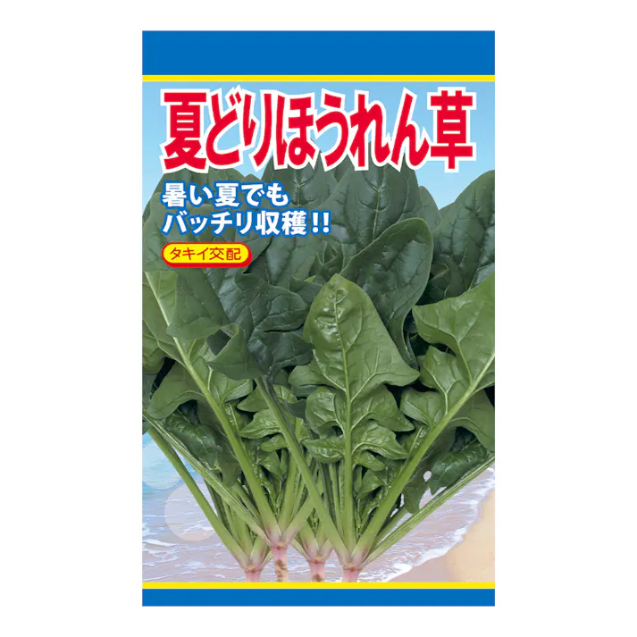 夏どりほうれん草