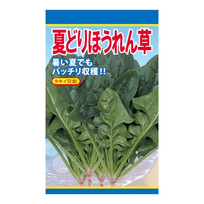 夏どりほうれん草