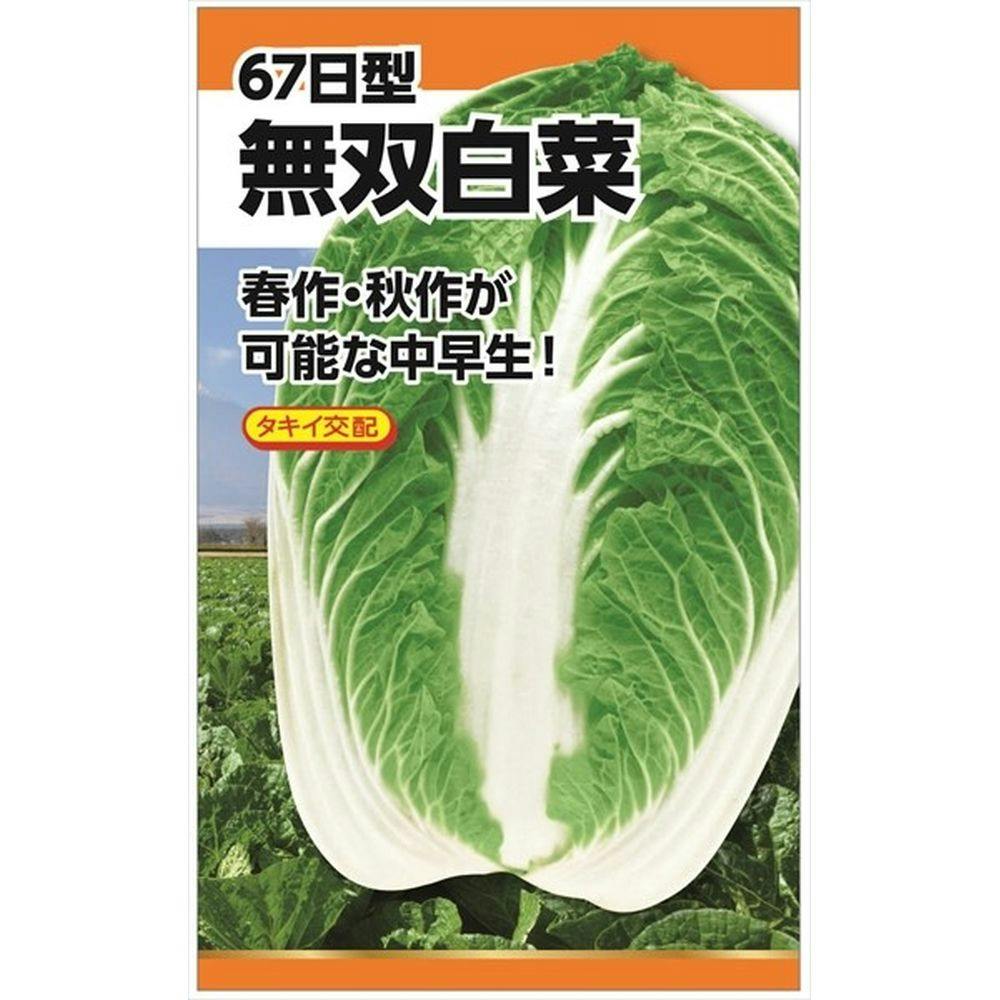 無双白菜(販売終了) | 花＆グリーン 通販 | ホームセンターのカインズ
