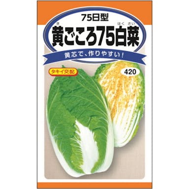 タキイ交配黄ごころ75白菜