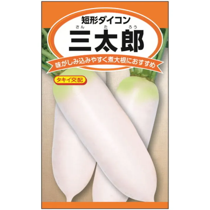 短形だいこん 三太郎