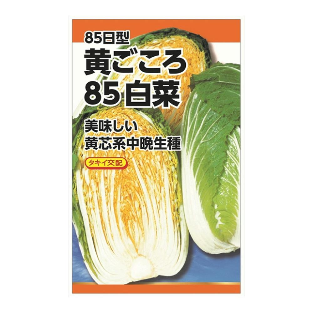 黄ごころ85白菜