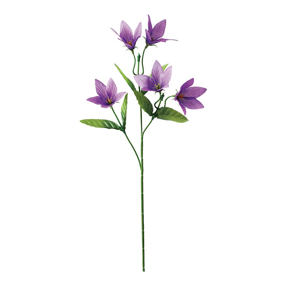 キキョウ ラベンダー