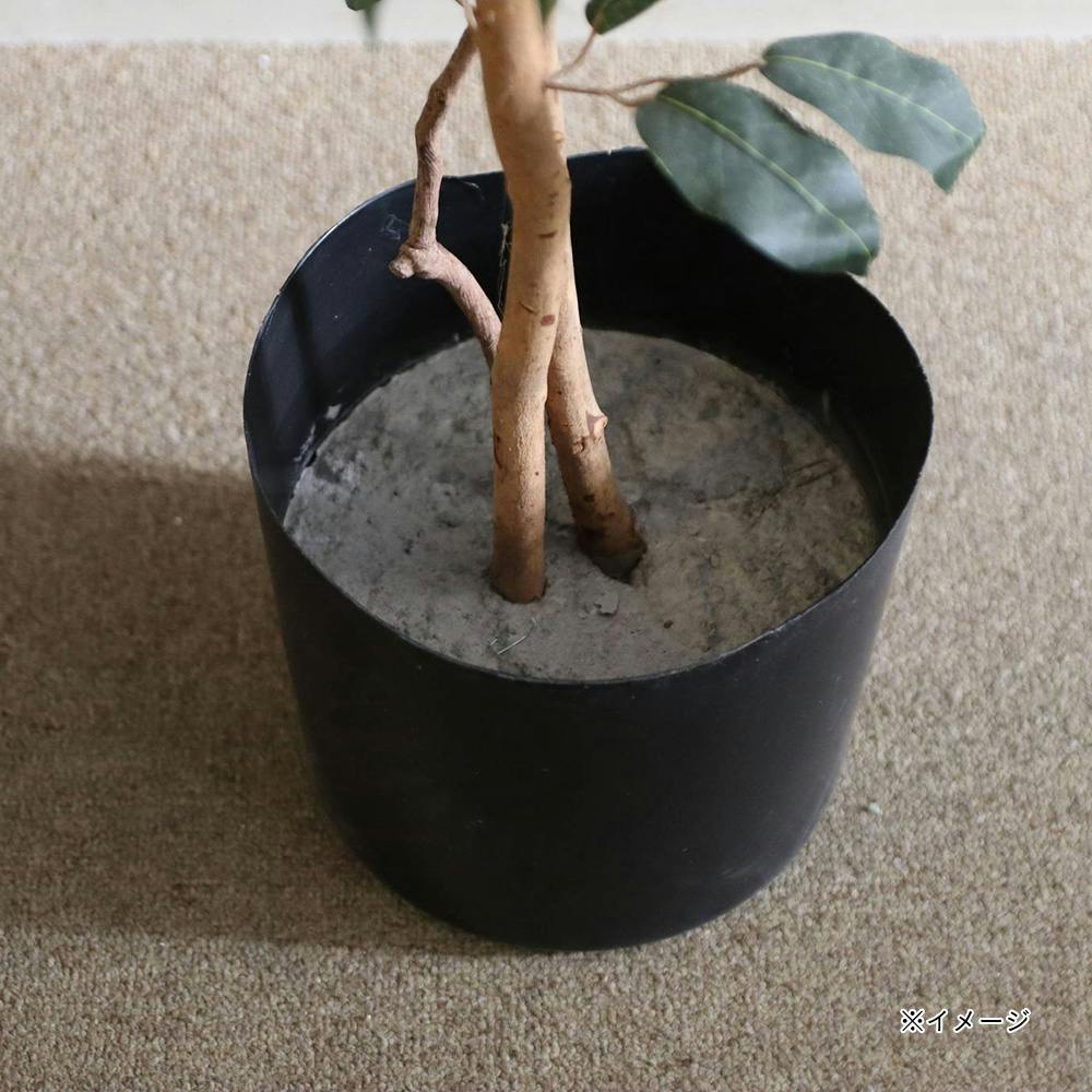 GLP-1290 ベンジャミン1.8m【SU】 | 花＆グリーン 通販