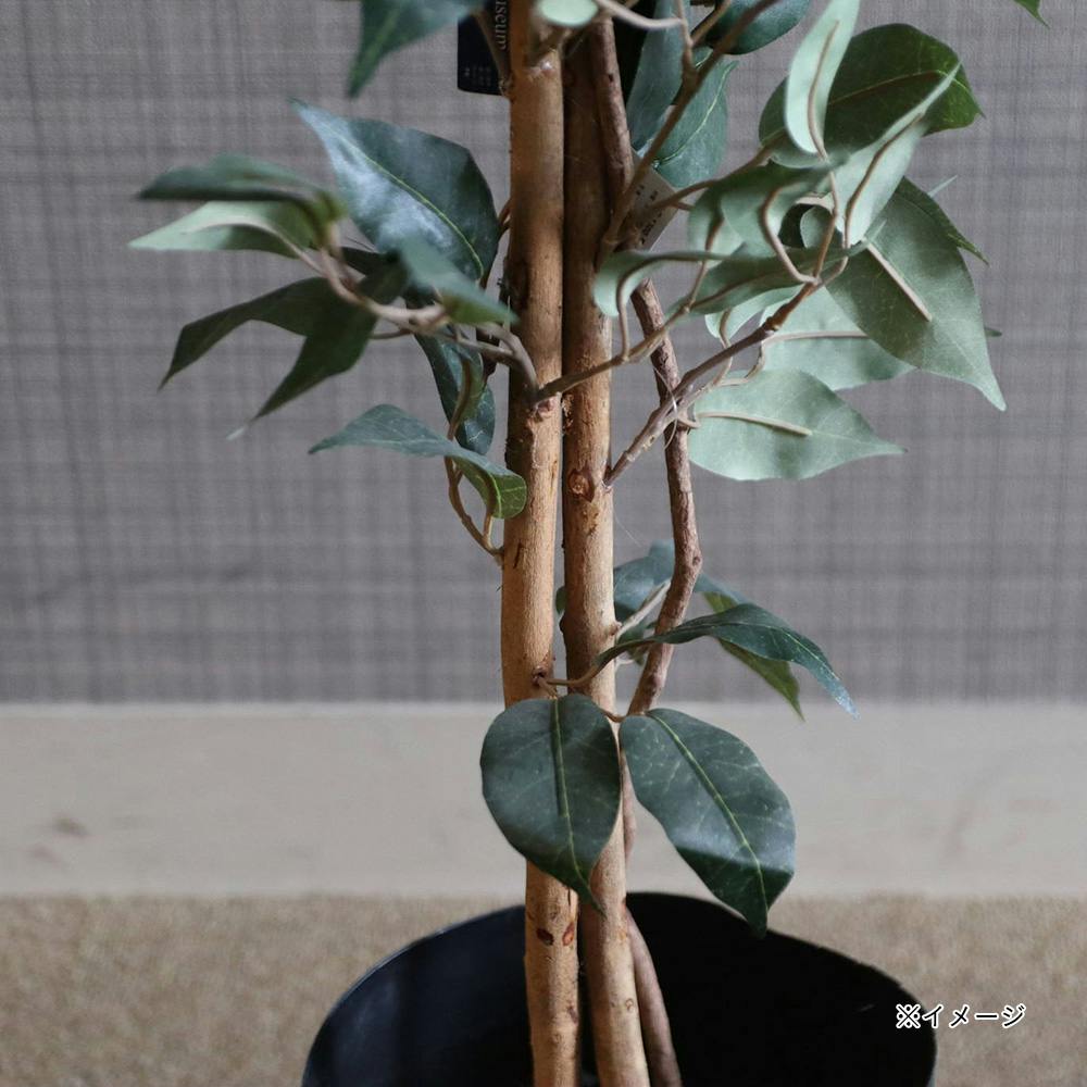 ベンジャミン　15号 GLP-1290 ベンジャミン1.8m【SU】 | 花＆グリーン 通販