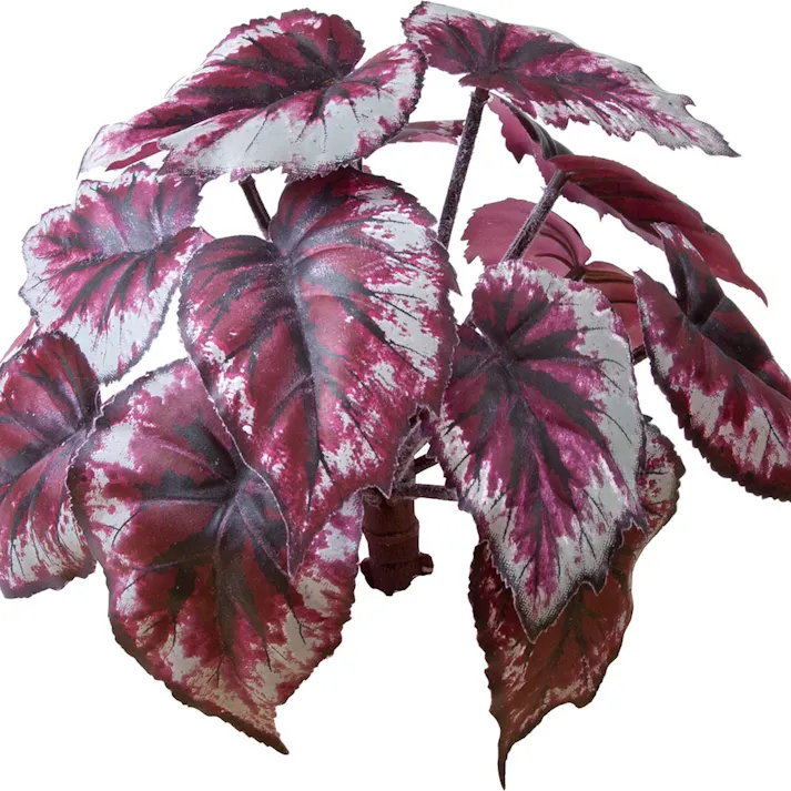 ロックプランツ ベコニア GL-MB009