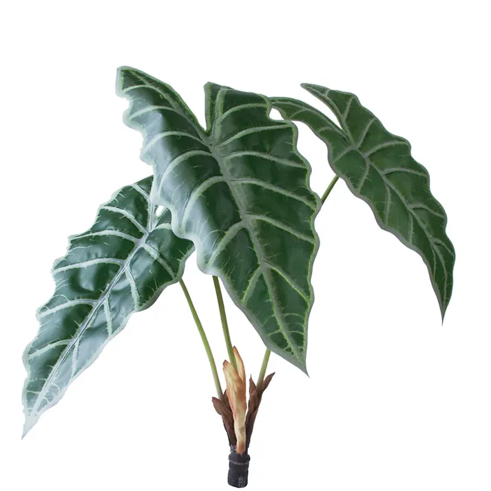 ロックプランツ アロカシア GL-MB012