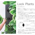 ロックプランツ アロカシア GL-MB012(販売終了)