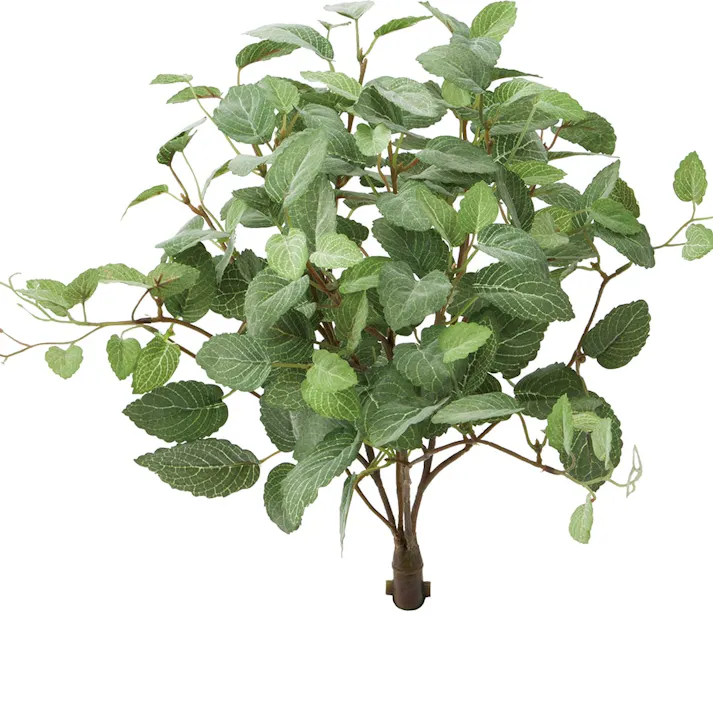 ロックプランツ フィットニア GL-MB013