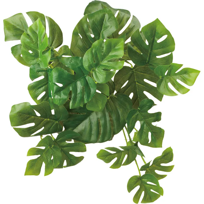 ロックプランツ モンステラ GL-MB015